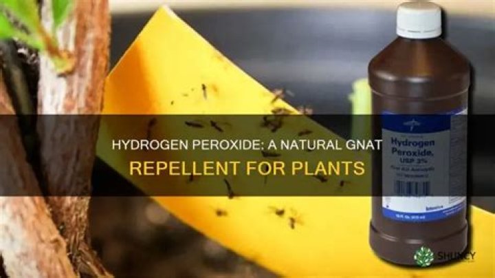 How does hydrogen peroxide kill gnats