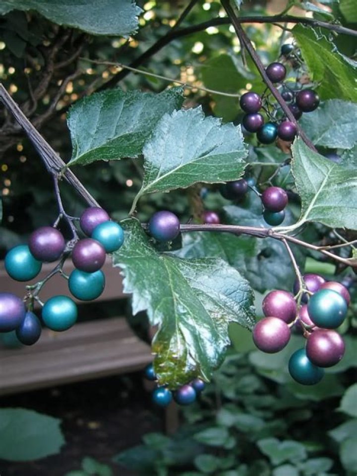 How does porcelain berry spread