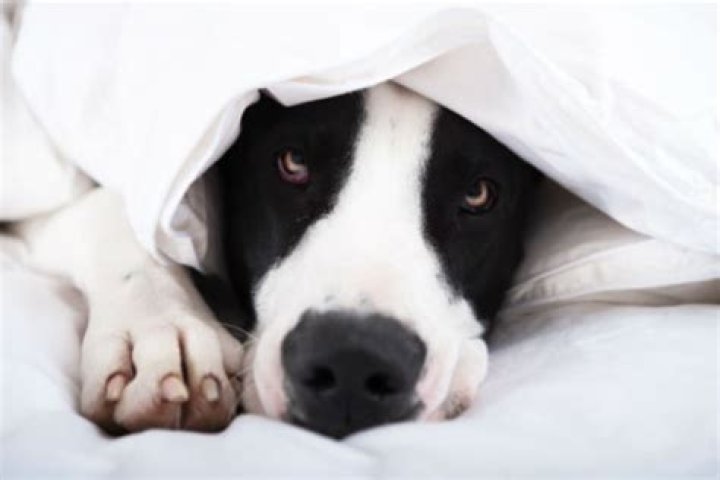How fast do dogs go into REM sleep