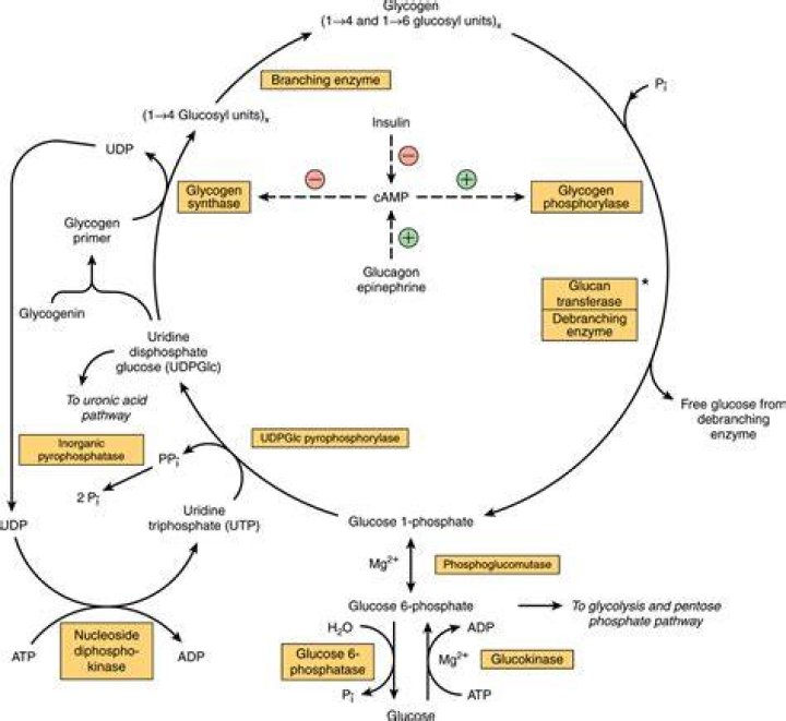 How is glycogen metabolism regulated
