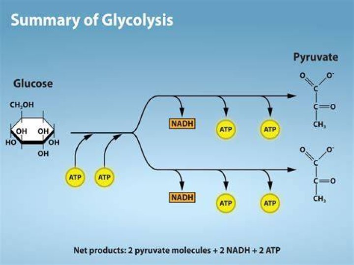 How is pyruvate produced in glycolysis