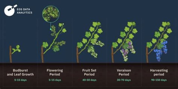 How long do grape plants live