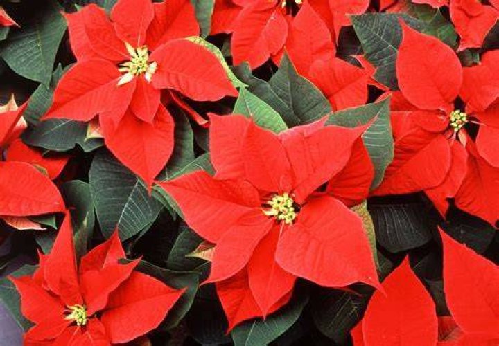 How many leaves does a poinsettia have
