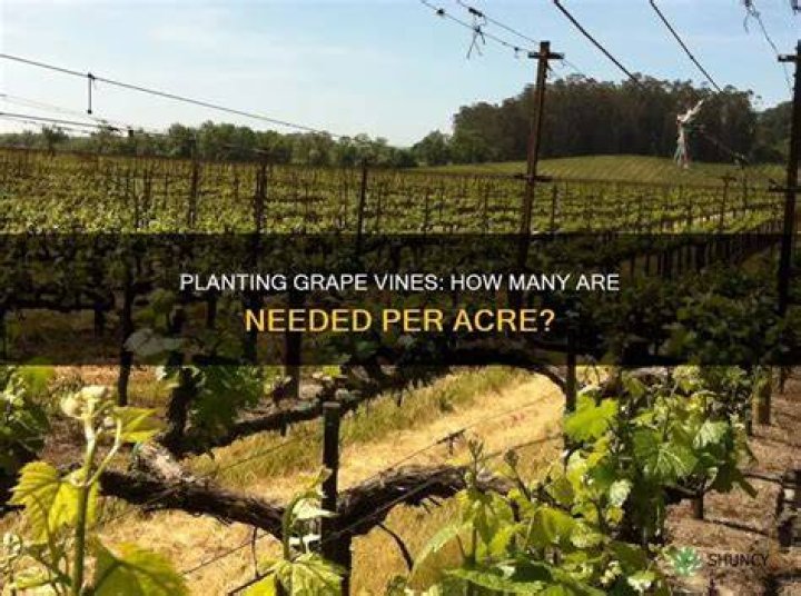 How many vines are planted per acre