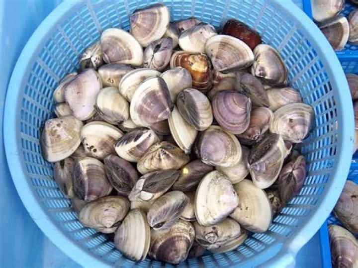 How much does a bushel of clams cost