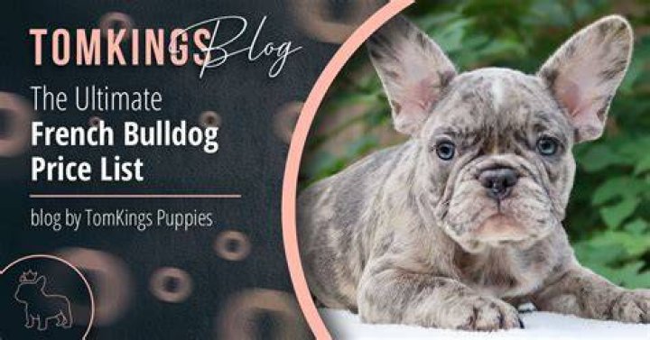 How much does a French bulldog puppy cost