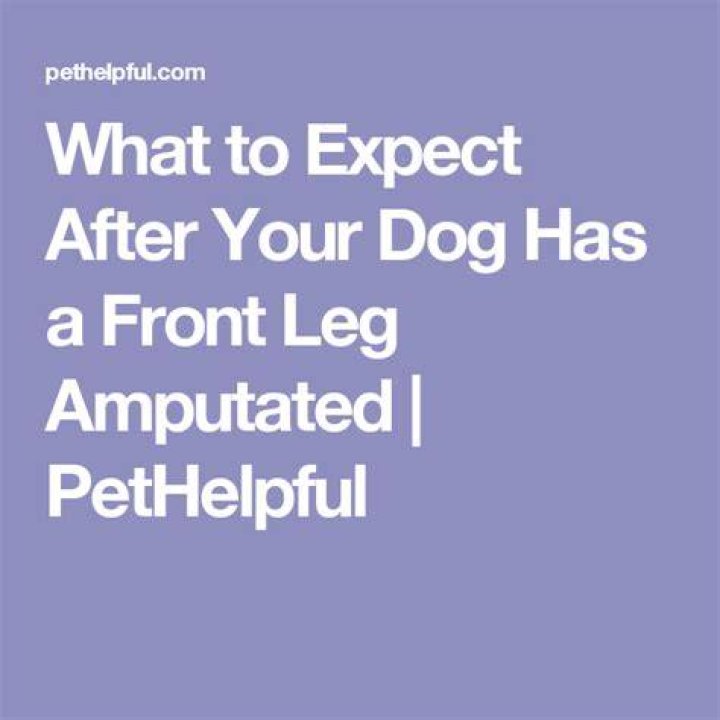 How much does it cost to have a dogs leg amputated