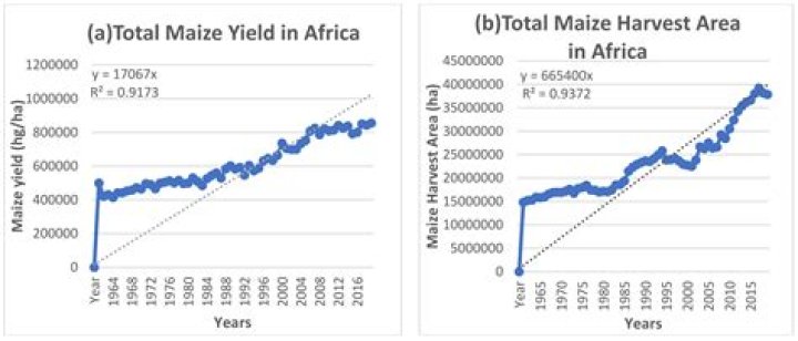How much does maize yield per acre