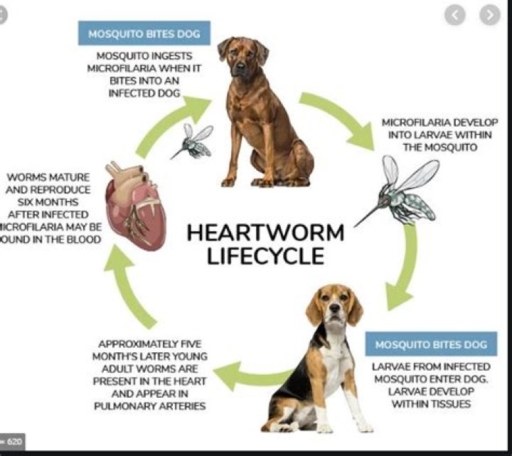 How often do dogs need heartworm medicine