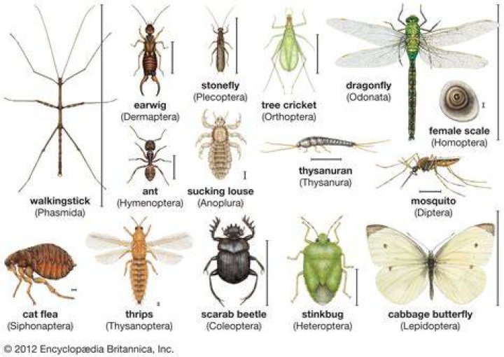 How will you consider an insect a pest