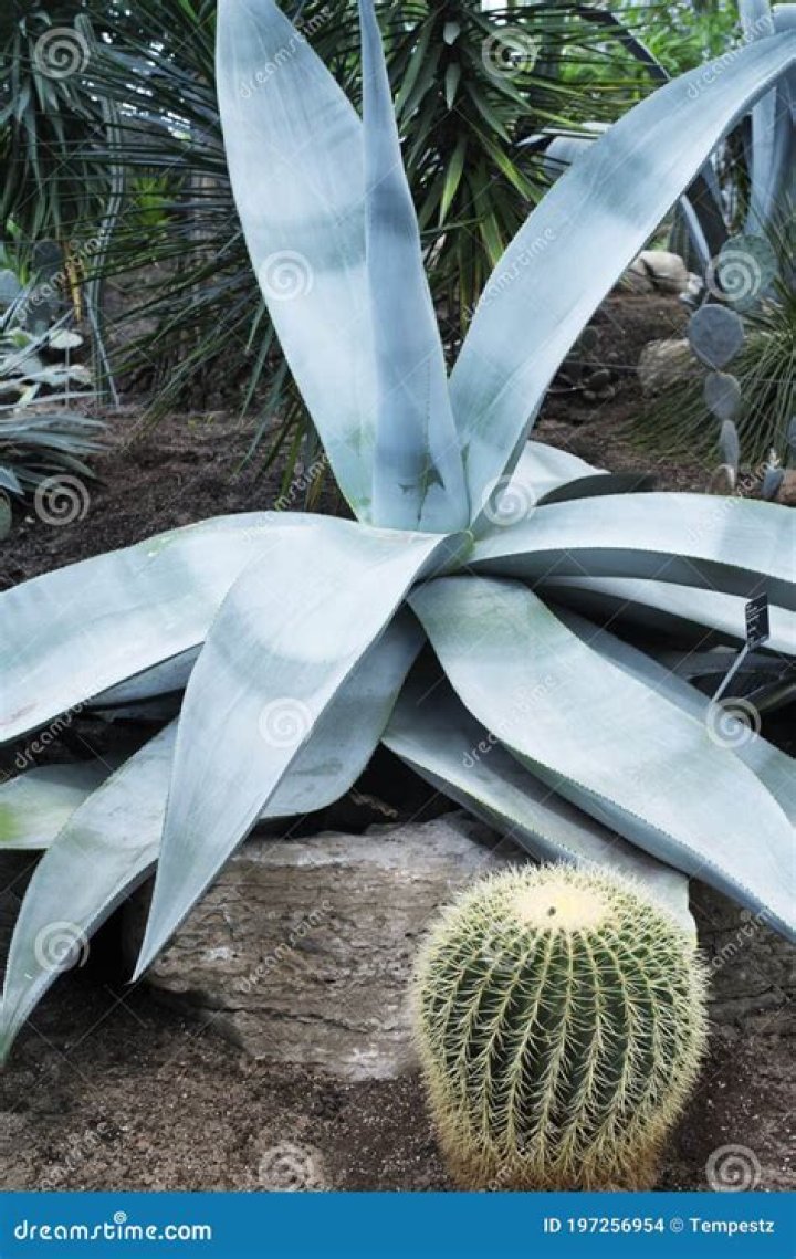 Is a century plant a cactus
