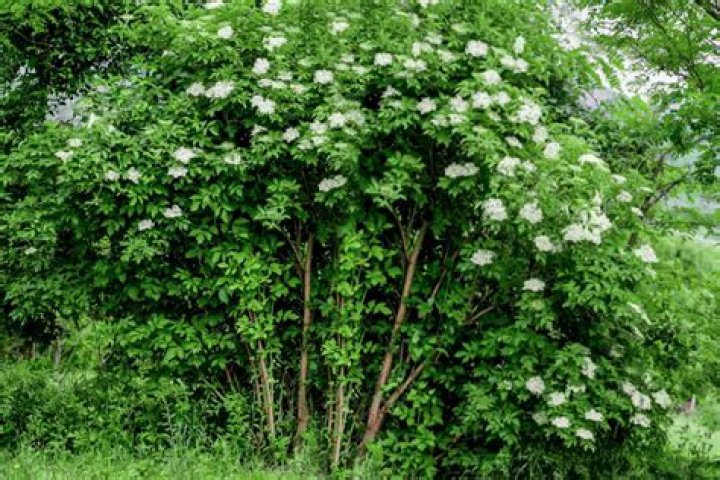 Is Elderberry a tree or bush