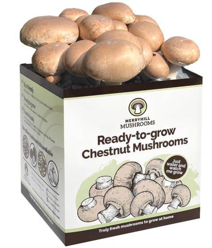 Is it cheaper to grow your own mushrooms