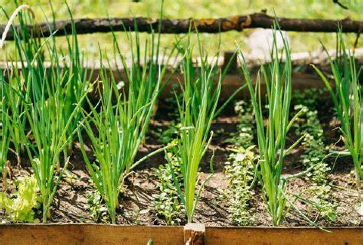 Is it too late to plant green onions
