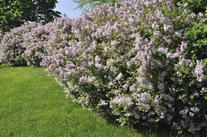 Is Lilac a tree or bush