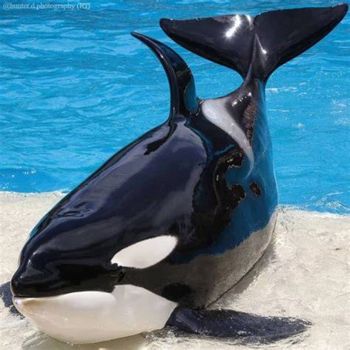 Is shouka the whale dead