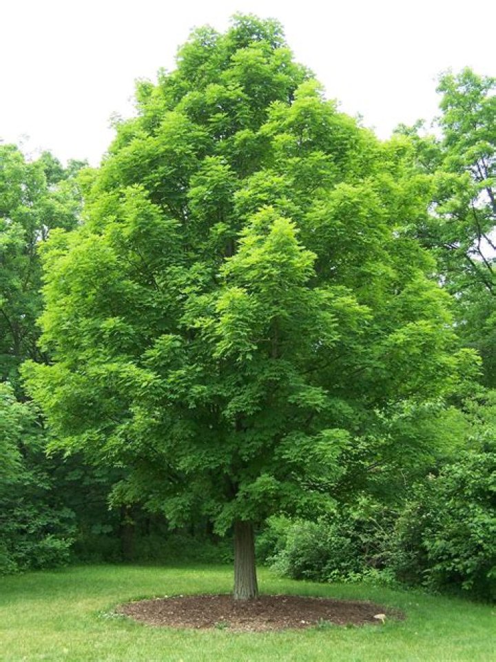 Is sugar maple good for furniture