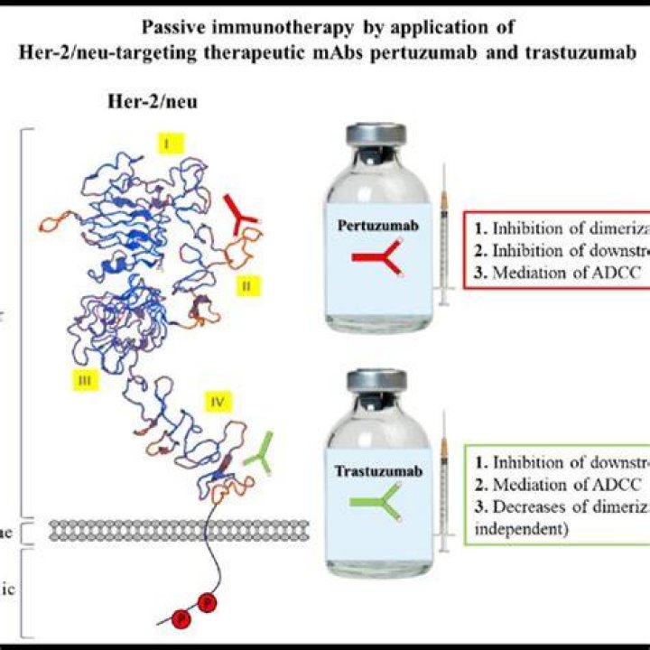 Is trastuzumab a passive immunotherapy agent