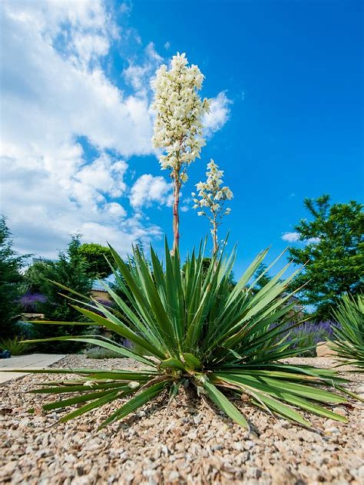 Is Yucca in the cactus family