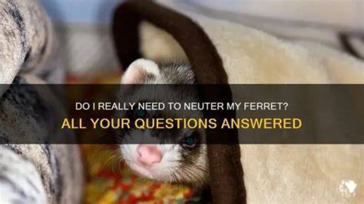 What age should I neuter my ferret