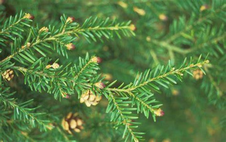 What animals eat western hemlock
