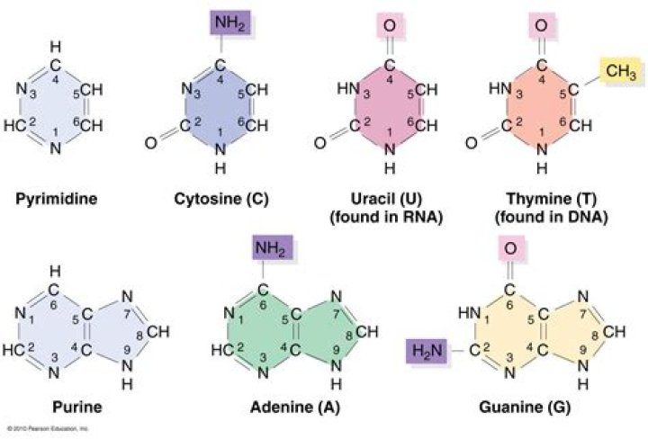 What are purine and pyrimidine bases
