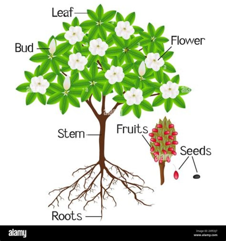 What are the parts of a magnolia tree
