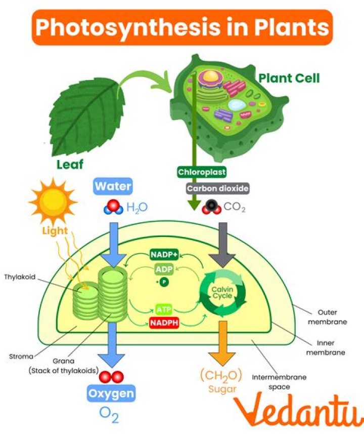 What are the parts of photosynthesis