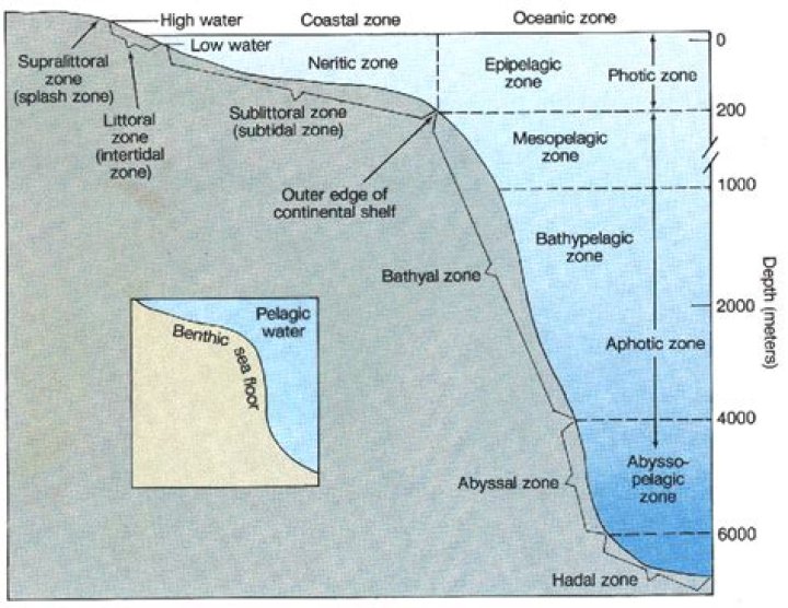 What are the six distinct ecological zones in the ocean