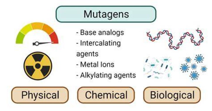 What are the two main types of mutagens