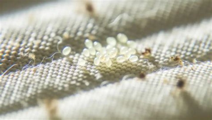 What can kill bed bugs and their eggs