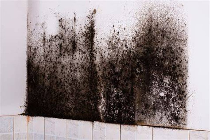 What can you spray on black mold to kill it