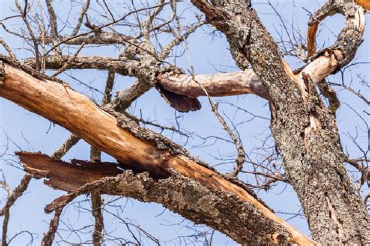 What causes tree branches to die