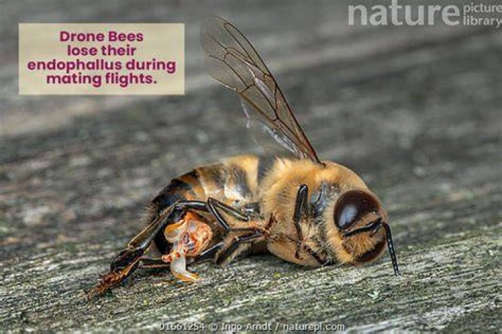 What do bees do with their dead