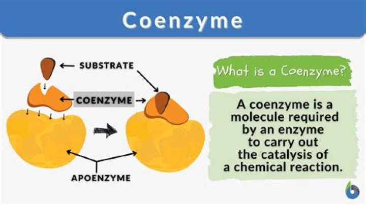 What do you mean coenzymes
