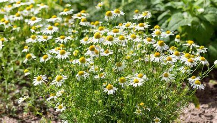 What does a chamomile plant look like