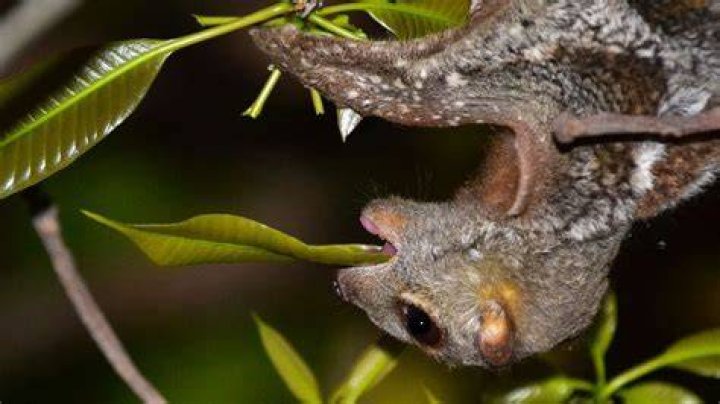 What does a Sunda colugo eat