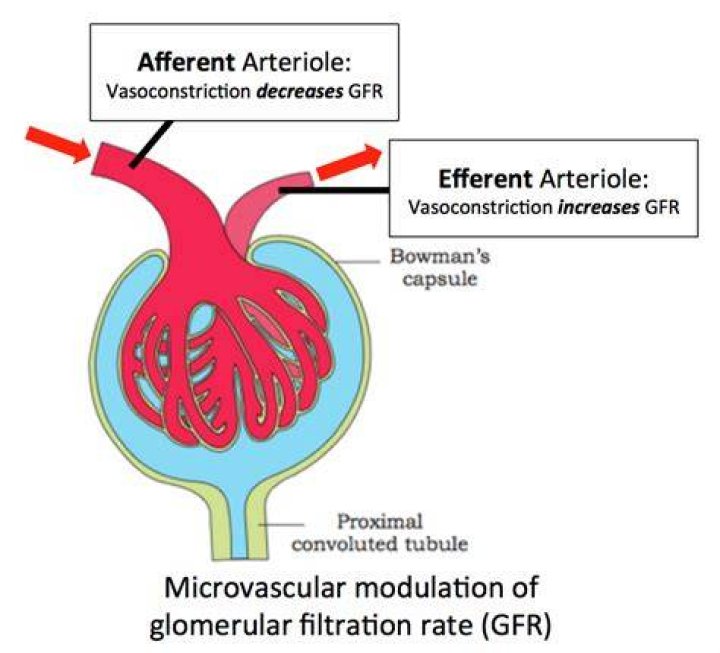 What does angiotensin II do to the afferent and efferent arterioles