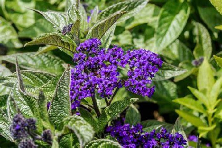 What does Heliotrope look like
