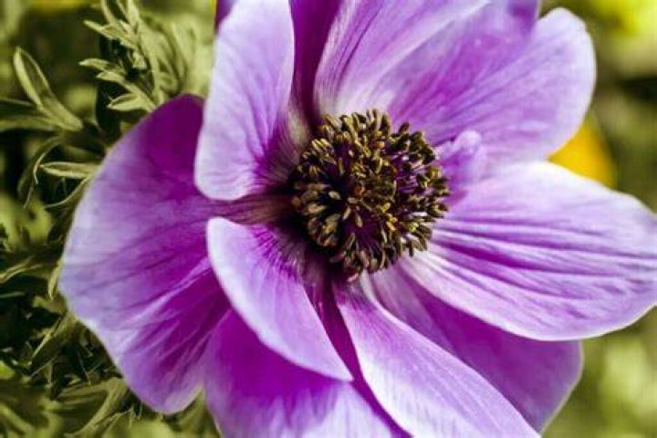 What eats anemone flowers