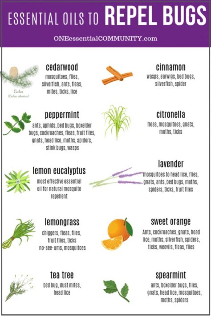 What essential oils are good insect repellent