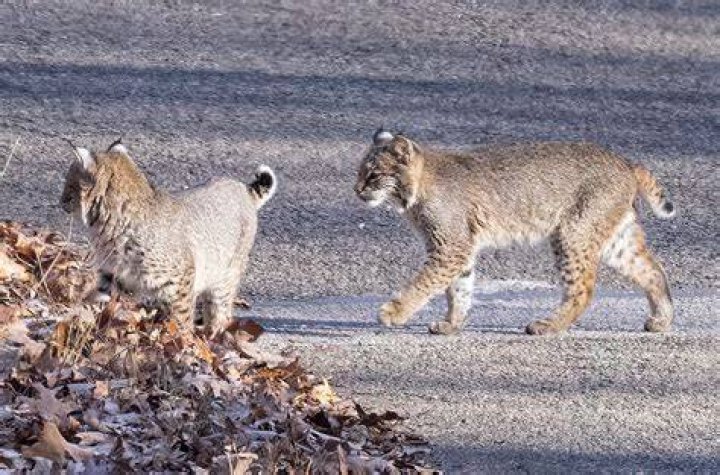 What is a Bobcats behavior