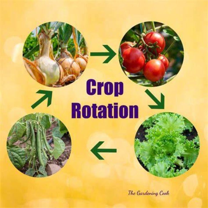 What is a good crop to rotate with tomatoes