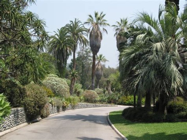 What is a subtropical plant