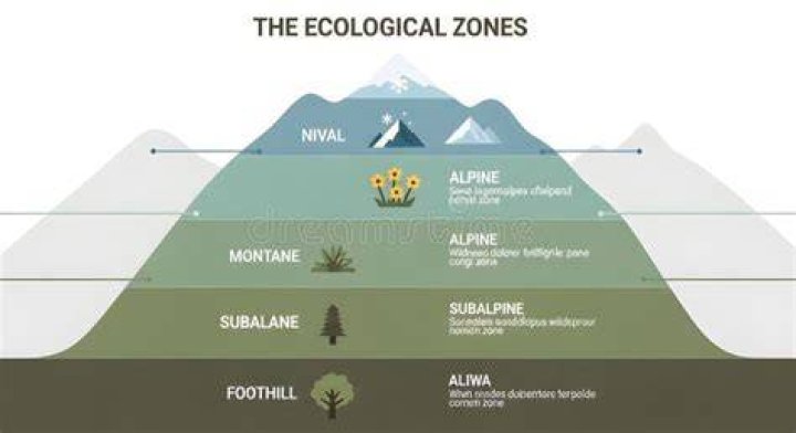 What is alpine and subalpine