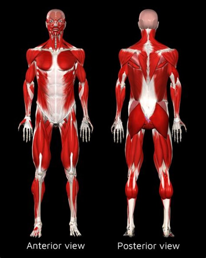 What is anterior in the human body