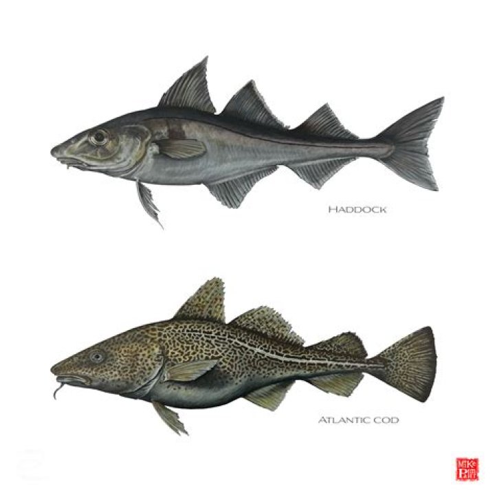 What is difference between cod and scrod