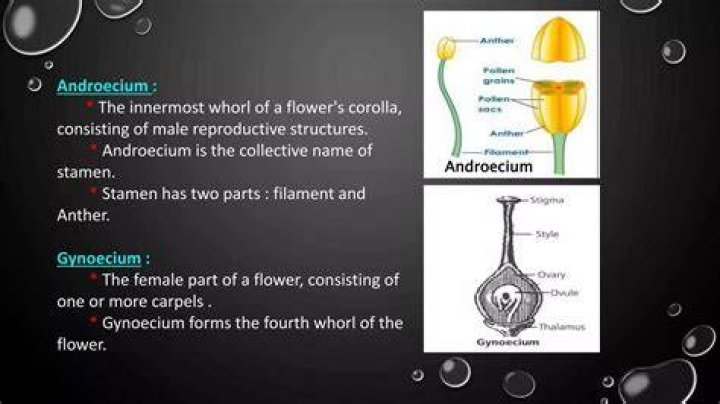 What is meant by androecium and gynoecium