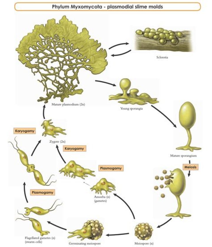 What is plasmodium in slime molds