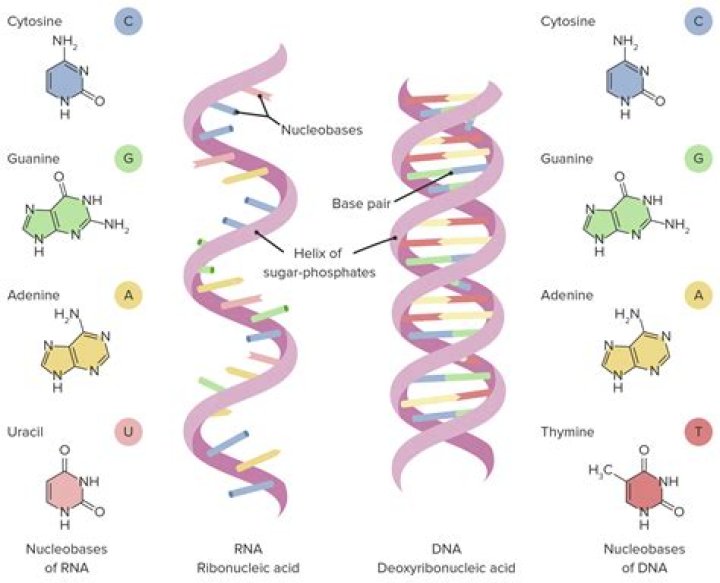 What is RNA an example of
